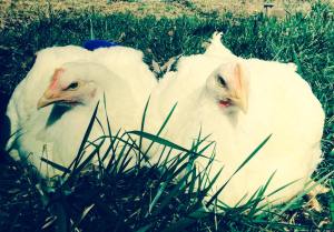 Mer & Cin--rescued after falling off a truck on the way to be slaughtered.