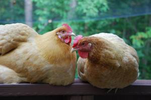 10688429_335926726569139_4077431351879328578_o