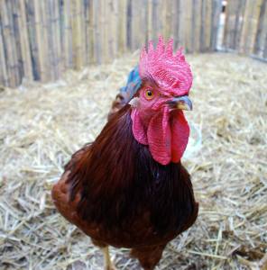 10982833_10205581764137078_675799019156989763_o