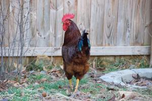 11149746_657379407701622_322128691907709822_o