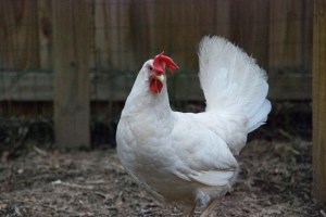 11157446_10205528867494695_8213997730094224812_o