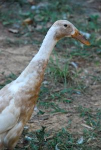 Amy--runner duck who was dumped at a pond and rescued after locals started shooting at her and other ducks.