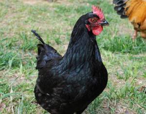 1888918_508037692635795_1365530822627116051_o