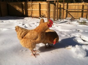 Amandine and Clementine.