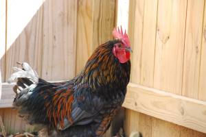 1941577_659620134144216_6527659106502015561_o