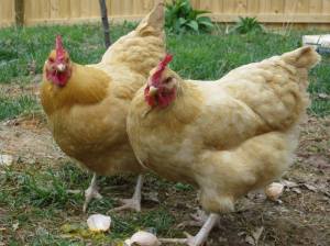 Clementine and Amandine enjoy their favorite treat: one of their eggs!
