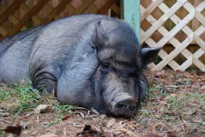 Cordelia--picked up as a stray.