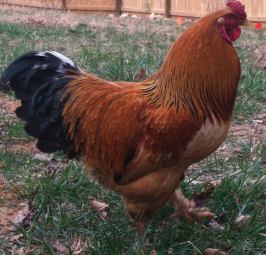 Hikaru (whose name means "radiance" in Japanese)--rescued from a local shelter after coming in as a stray.