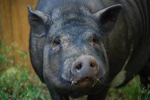 Mott--rescued from a shelter where he came in as a stray.