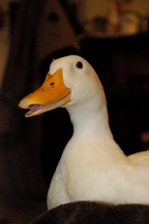 Nemea--purchased as an Easter chick but surrendered to a rescue.