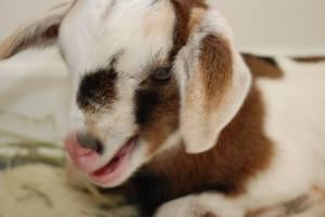 Nestor the blind baby goat.