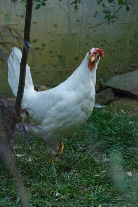 Willa--came in as a stray to a local shelter with a maggot-infested wound.