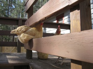 Clementine and Amandine, two TCA rescues.