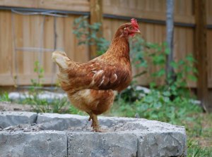 Beatrice--an abandoned Easter chick (with Coriander) taken in by Carolina Waterfowl Rescue.