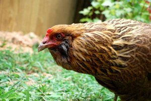 Hypatia--picked up as a stray and cared for by Carolina Waterfowl Rescue.