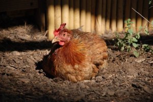 Phoebe--rescued from a cockfighting ring by Carolina Waterfowl Rescue.