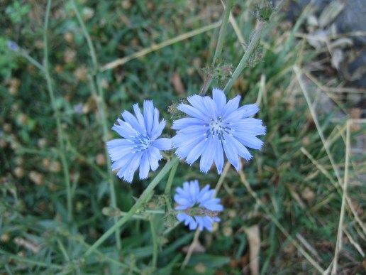 chicory1