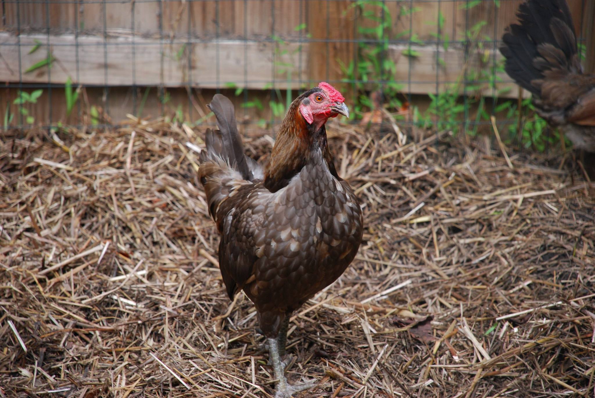Triangular Chicken Triangle Chicken Advocates | Vegan chicken sanctuary & rescue