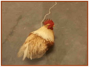 OCAS rooster May 2016