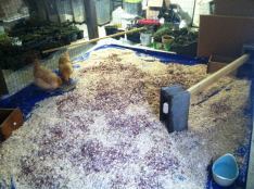 The first "coop" for Clementine & Amandine!