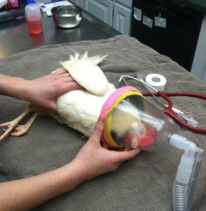 Bibi undergoing surgery to fix a broken beak.