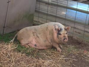 Sally, a stray at the Durham County animal shelter.